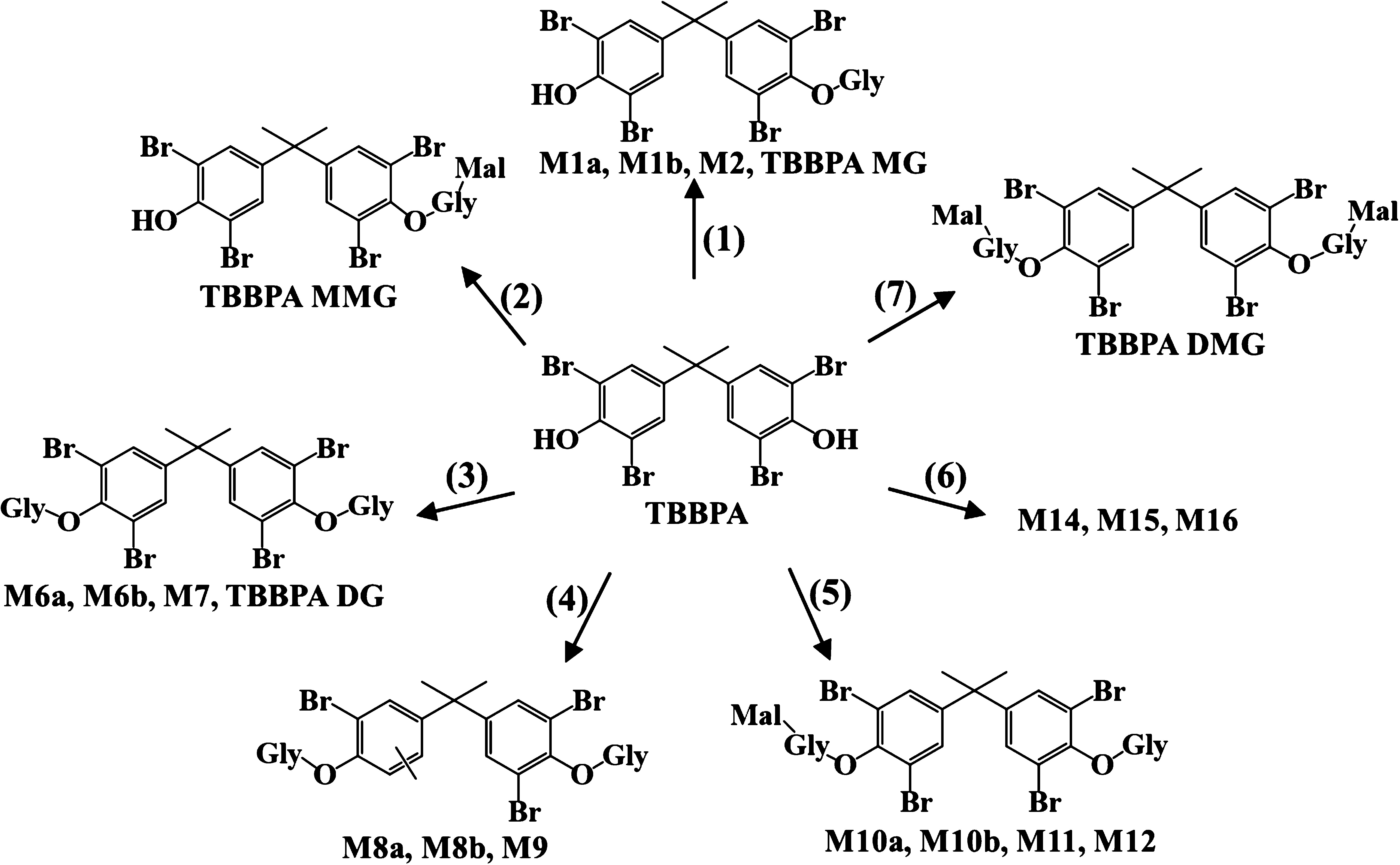 TBBPA metabolites